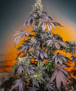 Foto red-gorilla-girl-xl-auto