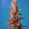 Foto Red hot cookies sweet seeds
