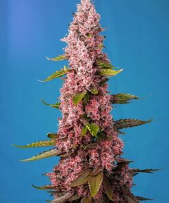 Foto Red hot cookies sweet seeds