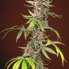 Foto Red mandarine f1 fast version sweet seeds