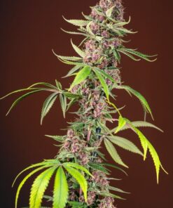 Foto Red mandarine f1 fast version sweet seeds