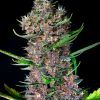 Foto red poison auto