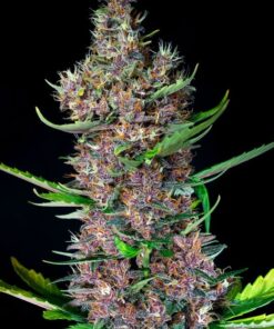 Foto red poison auto