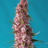 Foto Red Pure Auto CBD®