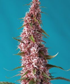 Foto Red Pure Auto CBD®