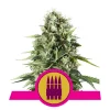 Foto Royal ak 100% royal queen seeds