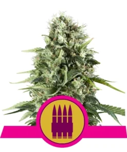 Foto Royal ak 100% royal queen seeds