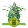 Foto Royal ak automatic royal queen seeds