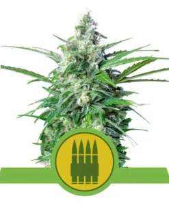 Foto Royal ak automatic royal queen seeds