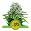Foto Royal bluematic automatica royal queen seeds