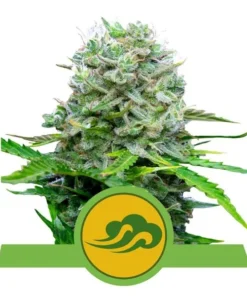 Foto Royal bluematic automatica royal queen seeds