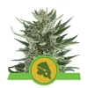 Foto Royal cheese auto royal queen seeds