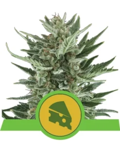 Foto Royal cheese auto royal queen seeds