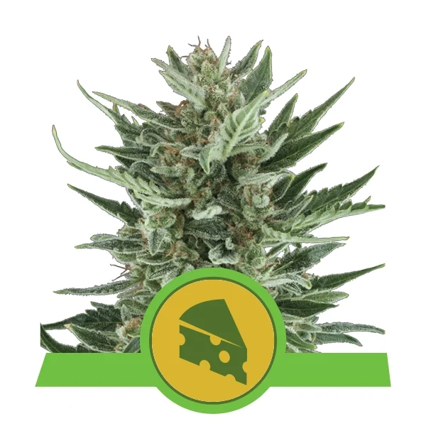 Royal cheese auto royal queen seeds Foto Royal cheese auto royal queen seeds