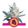 Foto Royal cheese fast flowering royal queen seeds