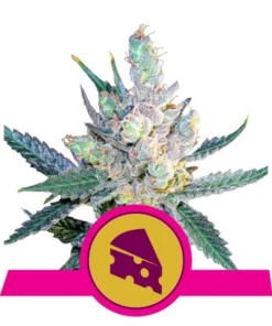 Foto Royal cheese fast flowering royal queen seeds