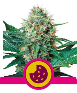 Foto Royal cookies 100% royal queen seeds