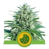 Foto Royal cookie auto 100% royal queen seeds