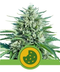Foto Royal cookie auto 100% royal queen seeds