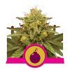 Foto Royal domina 100% royal queen seeds