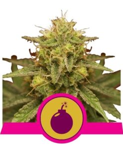 Foto Royal domina 100% royal queen seeds