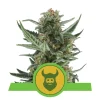 Foto Royal dwarf automatica royal queen seeds
