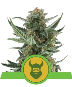 Foto Royal dwarf automatica royal queen seeds