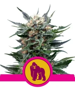 Royal gorilla 100% royal queen seeds