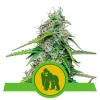 Foto Royal gorilla auto 100% royal queen seeds