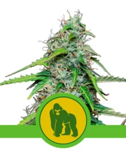 Foto Royal gorilla auto 100% royal queen seeds