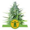 Foto Royal haze automatic royal queen seeds