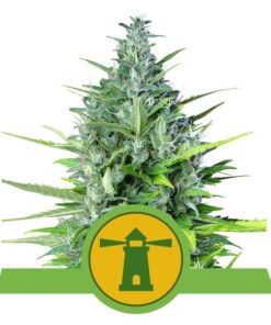 Foto Royal haze automatic royal queen seeds