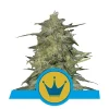 Foto Royal highness cbd 100% royal queen seeds