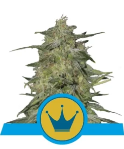 Foto Royal highness cbd 100% royal queen seeds