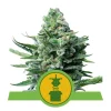 Foto Royal jack auto royal queen seeds