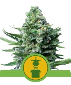 Foto Royal jack auto royal queen seeds