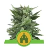 Foto Royal kush auto royal queen seeds