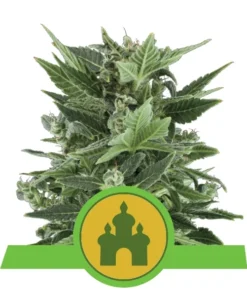 Foto Royal kush auto royal queen seeds