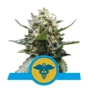 Foto Royal medic cbd 100% royal queen seeds