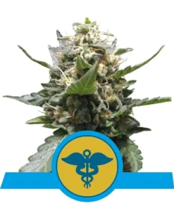 Foto Royal medic cbd 100% royal queen seeds