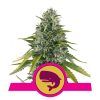 Foto Royal moby 100% royal queen seeds
