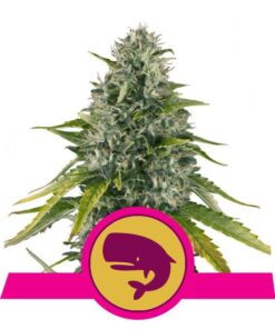 Foto Royal moby 100% royal queen seeds