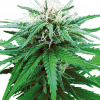 Foto Rudelaris indica regular 10 unidades sensi seeds