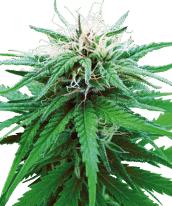 Foto Rudelaris indica regular 10 unidades sensi seeds