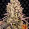 Foto Runtz muffin 100% barney's farm