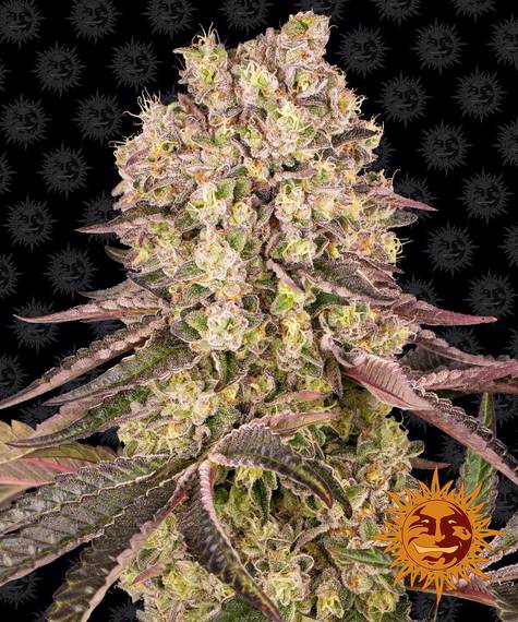 Runtz muffin 100% barney's farm Foto Runtz muffin 100% barney's farm