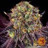 Foto Runtz x layer cake 100% barney´s farm seeds