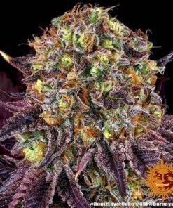 Foto Runtz x layer cake 100% barney´s farm seeds