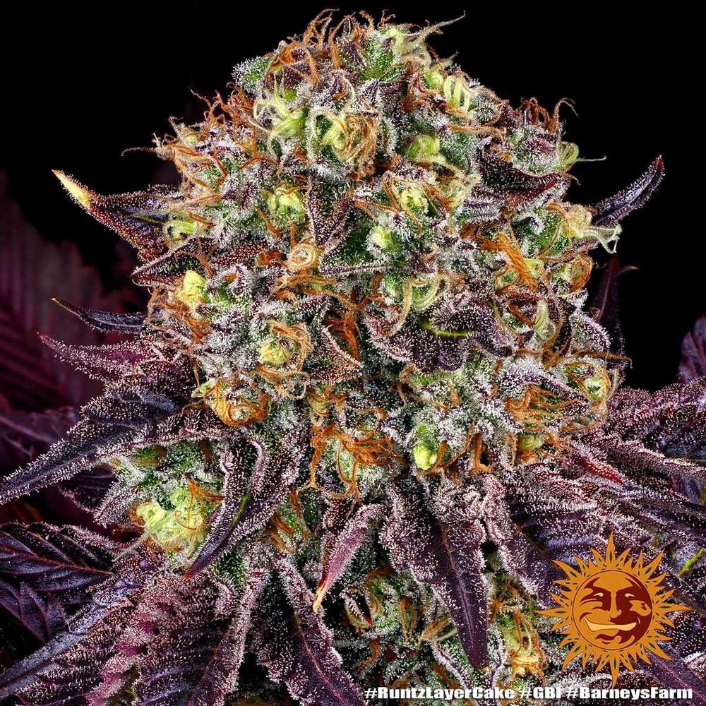 Runtz x layer cake 100% barney´s farm seeds Foto Runtz x layer cake 100% barney´s farm seeds