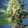 Foto S.A.D. Sweet Afgani Delicious Auto®